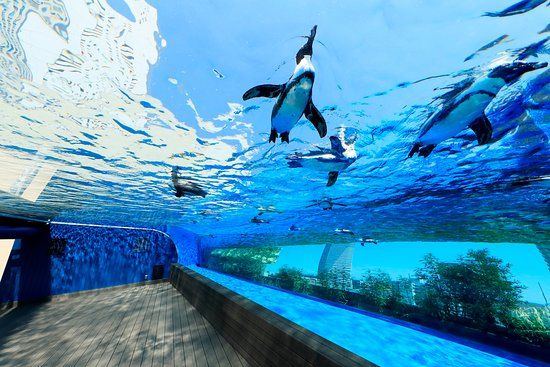 Aquarium international Sunshine